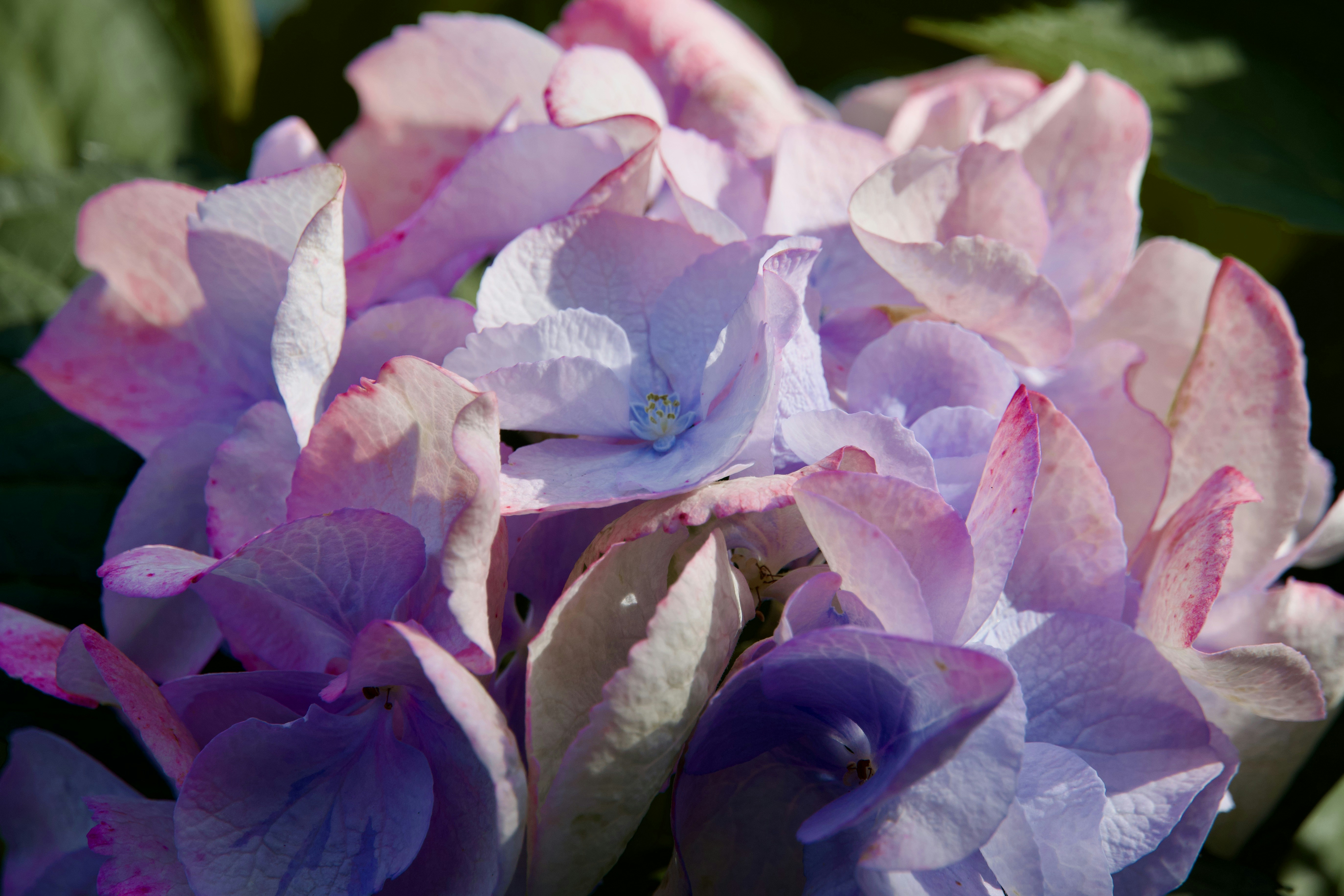 A close up of purple flowers photo – Free Flower Image on Unsplash