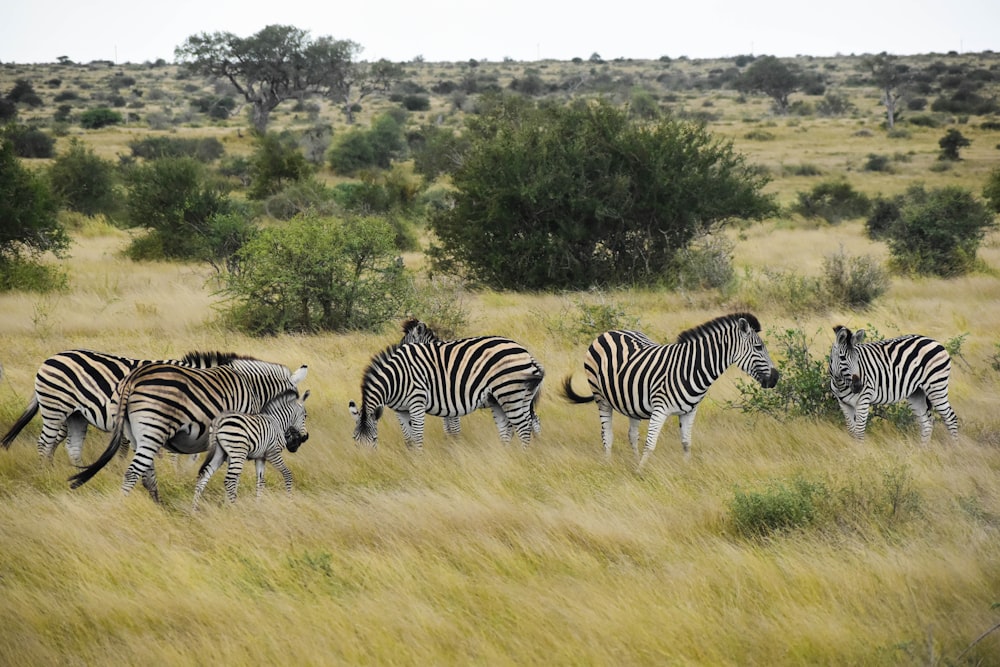 a group of zebras grazing in a field