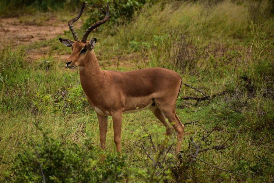 South Africa: Kruger and the Drakensberg