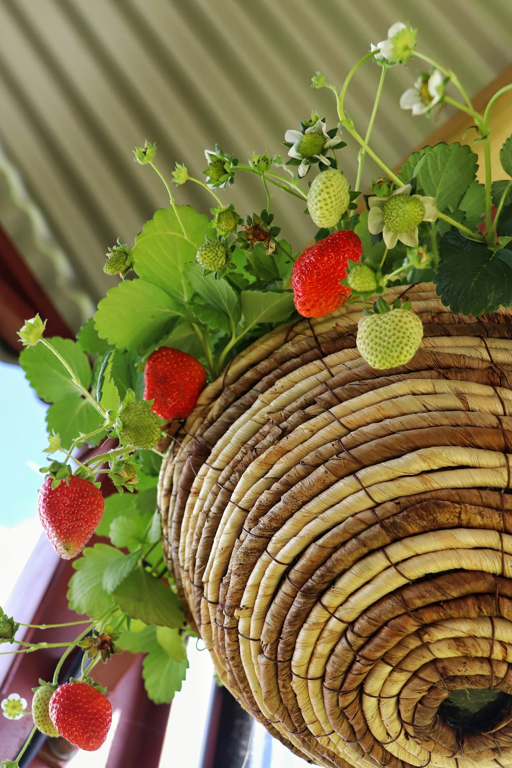 花のある植物