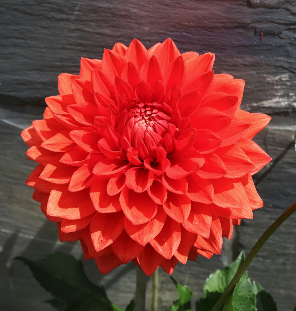 a close up of a flower