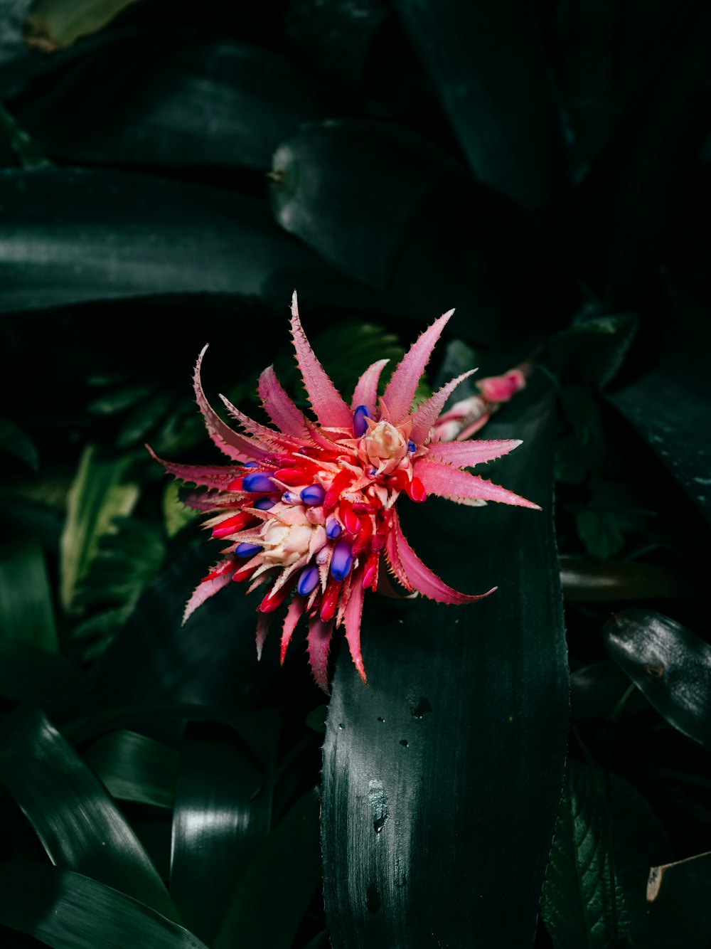 una flor rosa en una planta