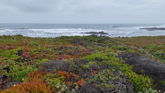 A serene coastal landscape with gentle waves and vibrant greenery highlighting marine conservation.