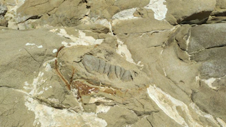 A beautifully preserved trilobite fossil resting on natural stone