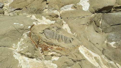 A beautifully preserved trilobite fossil resting on natural stone