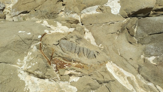 A weathered, rocky surface displaying a fossil embedded within the stone. The fossil appears to be of a segmented organism, possibly a trilobite or similar ancient creature. The rock is in varying shades of light brown with patches of white and some darker streaks. Textures include rough, cracked, and eroded areas.