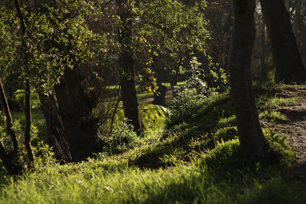 a forest with trees