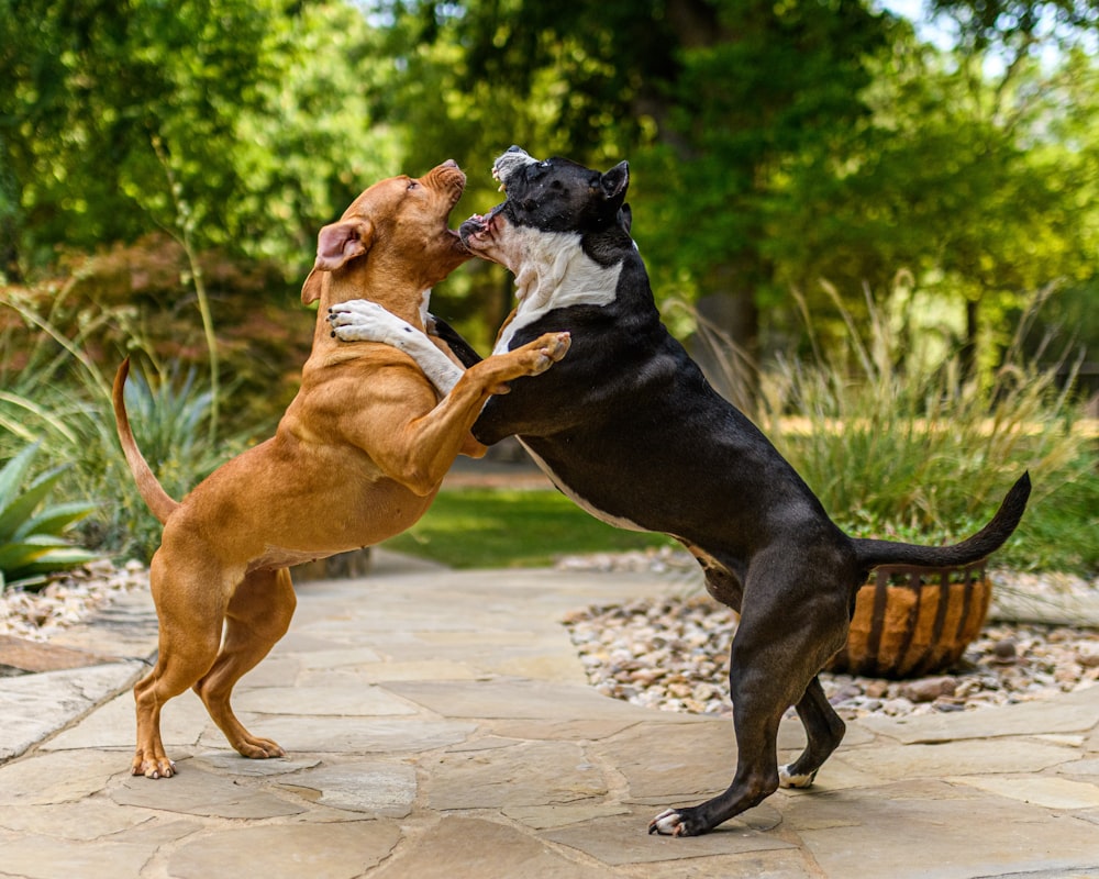 two dogs fighting with a basket
