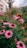 a group of flowers
