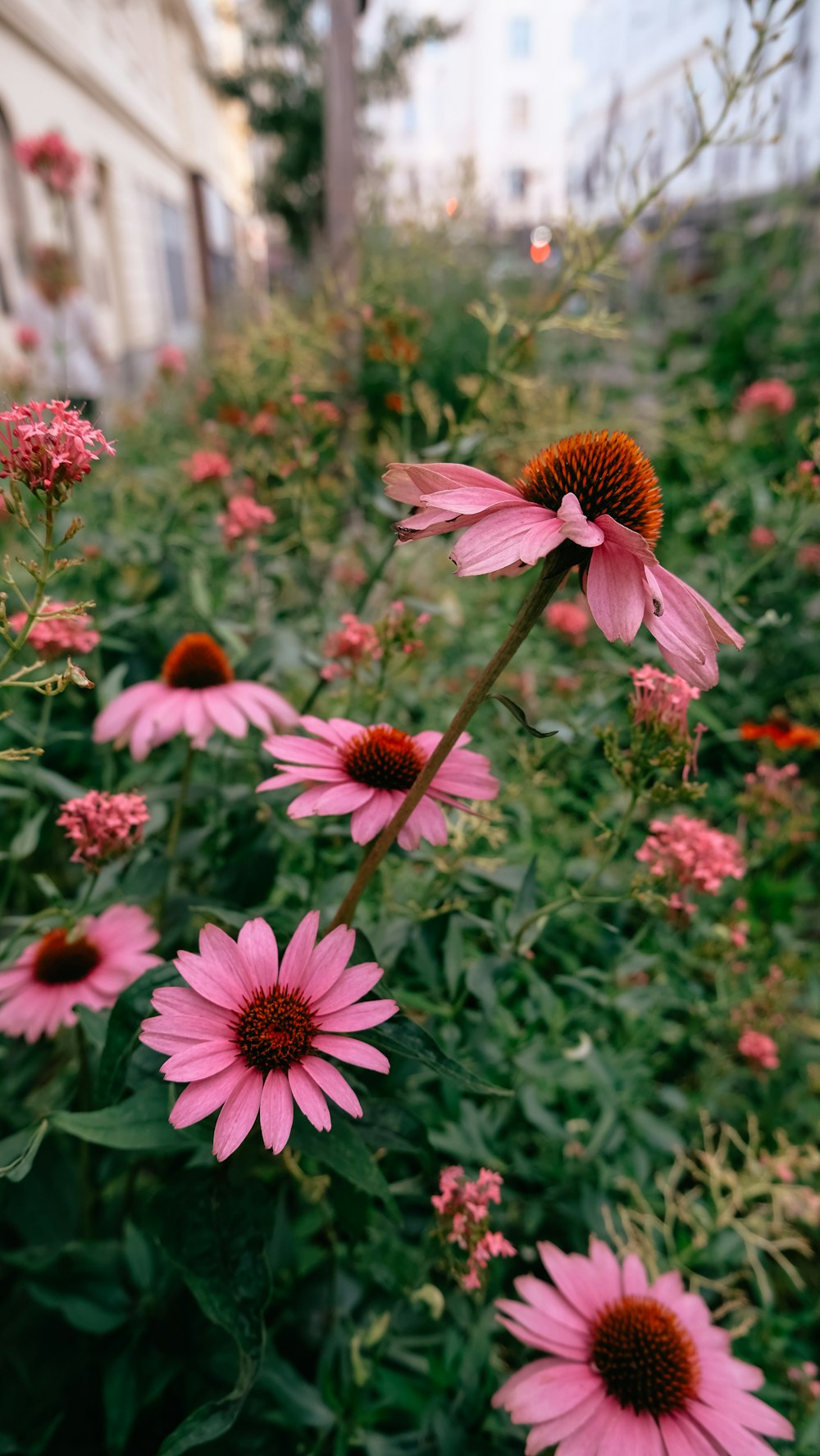 Un grupo de flores