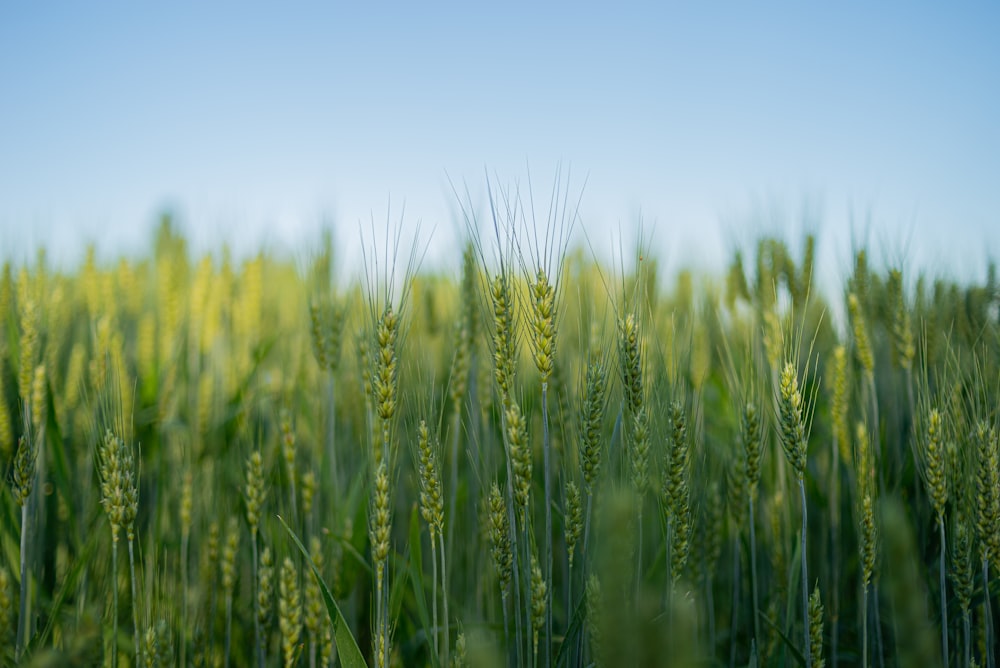 a field of green plants