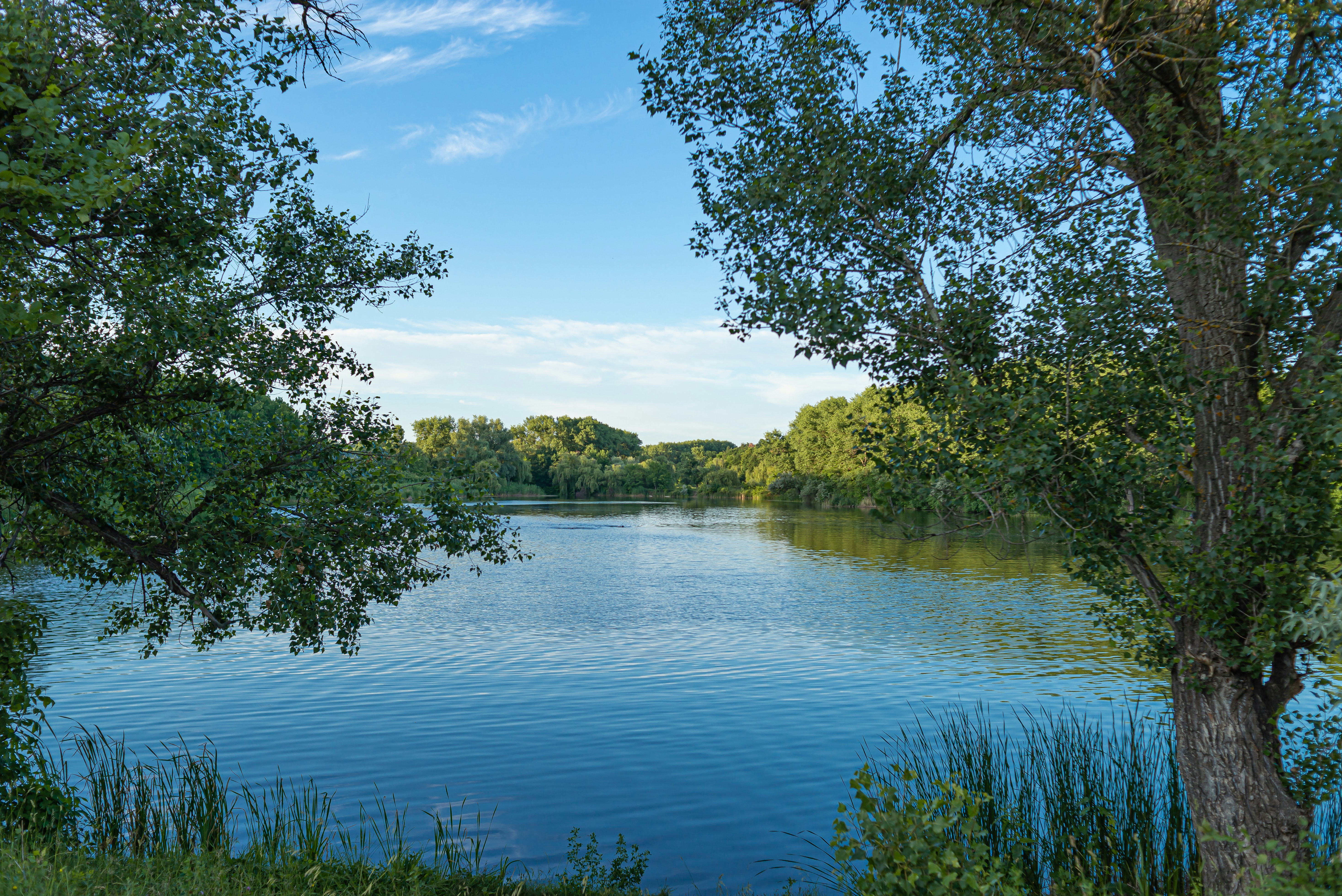 a body of water with trees around it