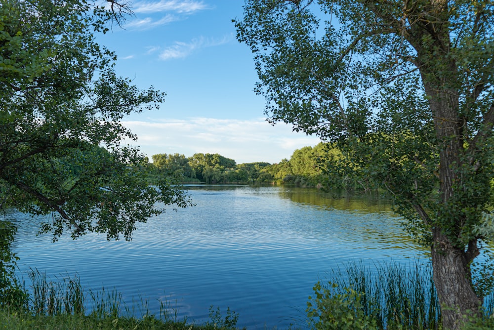 a body of water with trees around it