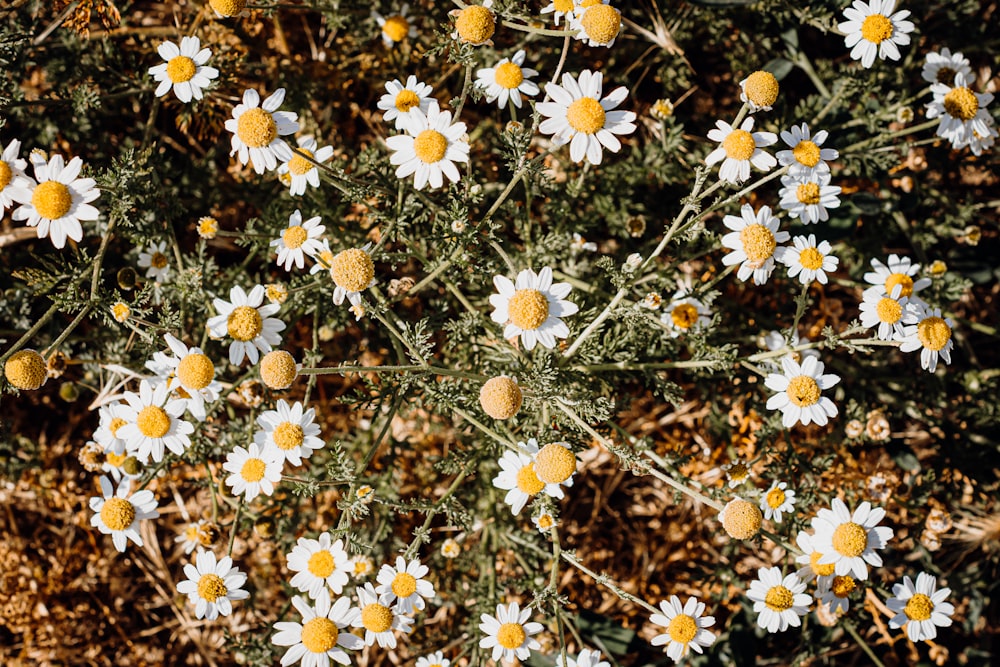 a field of white and yellow flowers