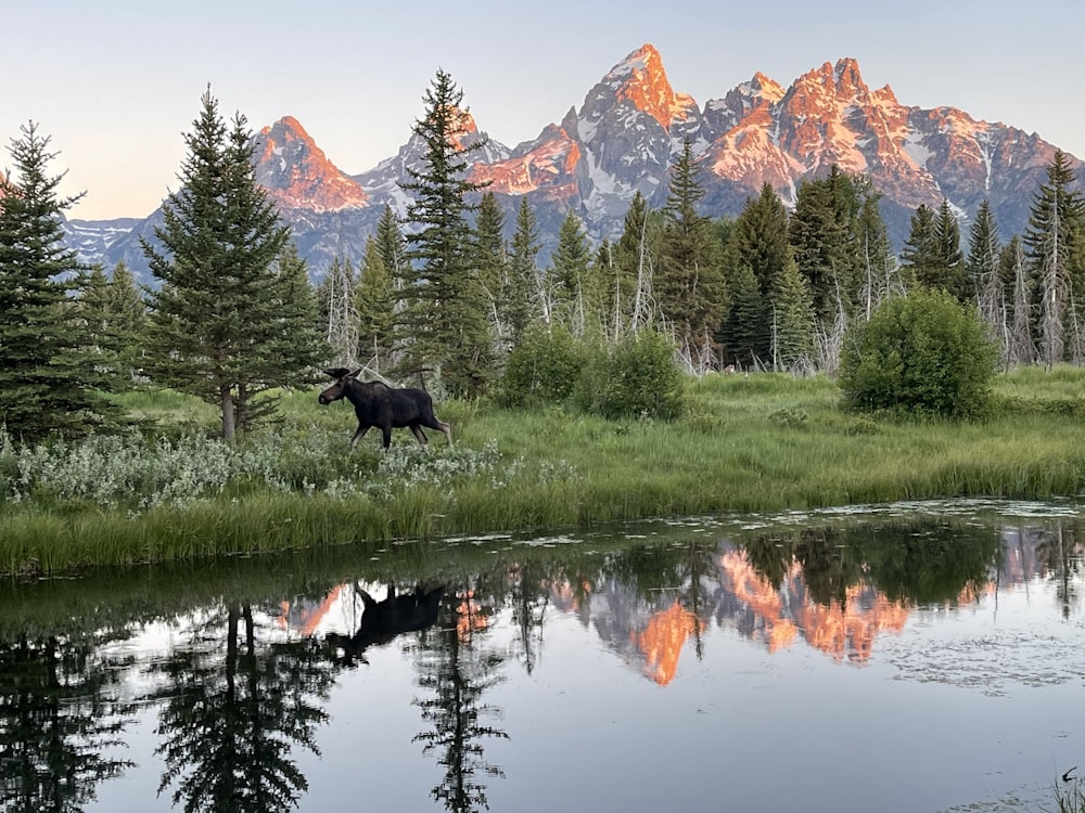 a moose standing in a grassy field with trees and mountains in the background