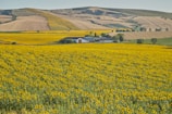 An expansive field of sunflowers stretches towards distant rolling hills. The yellow blooms fill the foreground, while the hills exhibit a patchwork of brown and green, likely indicating agricultural lands. A small cluster of farm buildings is nestled among the fields, surrounded by scattered trees.