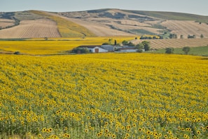 An expansive field of sunflowers stretches towards distant rolling hills. The yellow blooms fill the foreground, while the hills exhibit a patchwork of brown and green, likely indicating agricultural lands. A small cluster of farm buildings is nestled among the fields, surrounded by scattered trees.