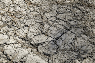 A dry, cracked earth surface with scattered dry brown twigs spread across it. The ground is heavily parched, showing intricate patterns of cracks due to dryness.