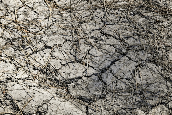 A dry, cracked earth surface with scattered dry brown twigs spread across it. The ground is heavily parched, showing intricate patterns of cracks due to dryness.