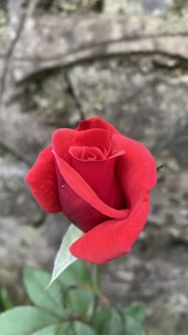 a close up of a rose