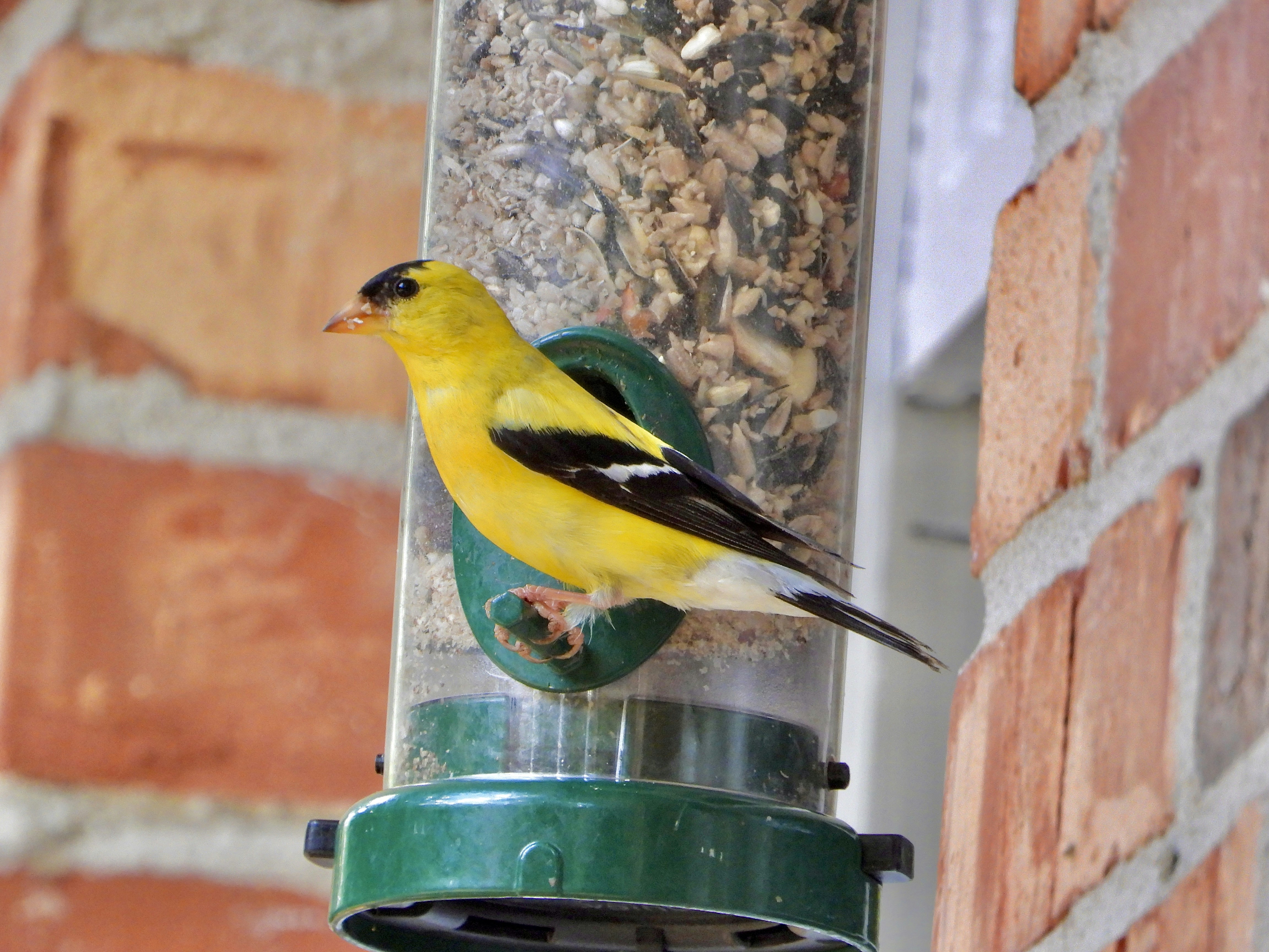 Bird Longevity