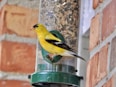 A cheerful bird perched next to a variety of bird feeders and toys.