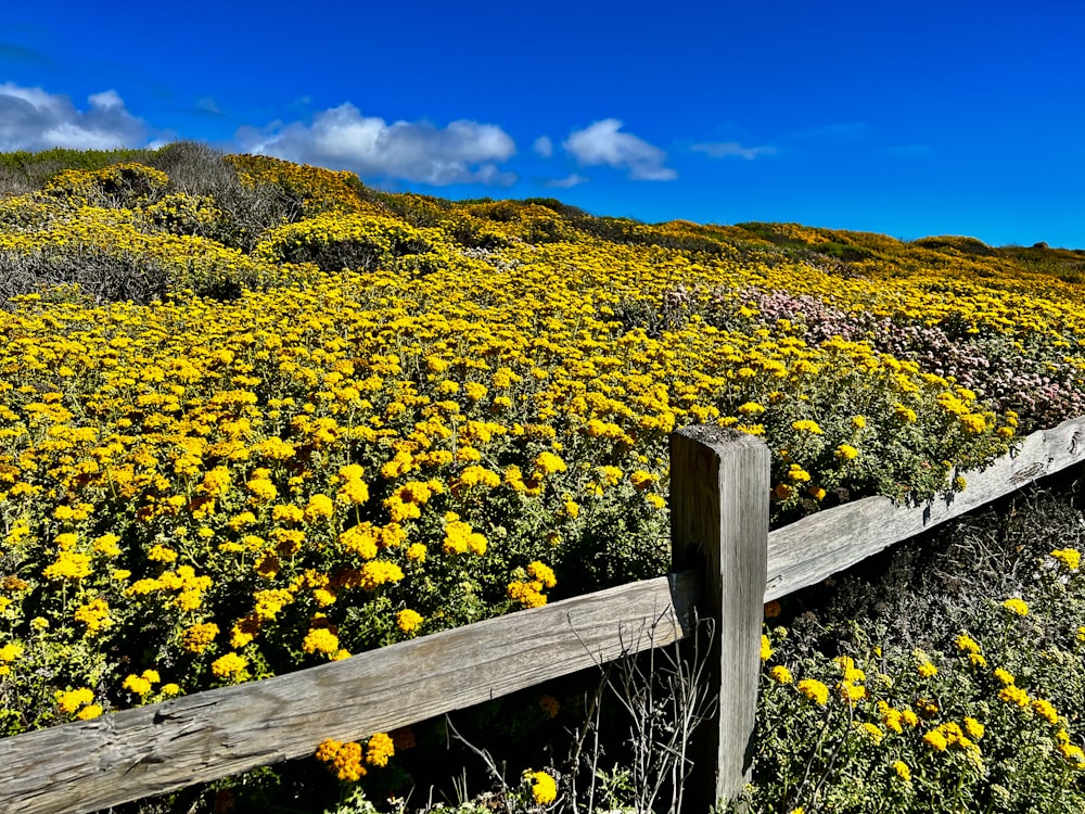 a field of yellow flowers