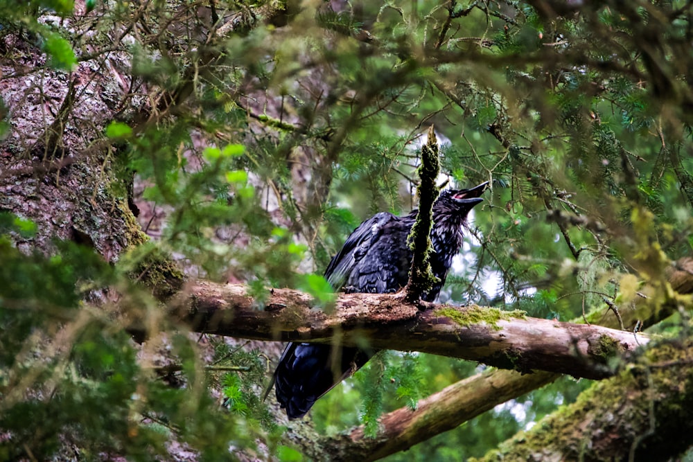 a bird sitting on a branch