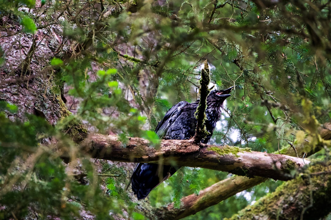 a bird sitting on a branch,