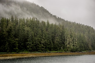 A serene morning view of Prince of Wales Island coastline with mist rolling over dense evergreen forests.