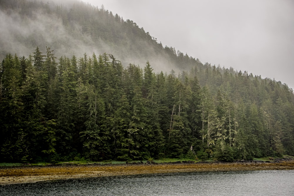 a forest of trees next to a body of water