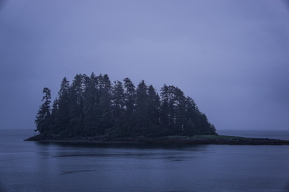 a group of trees on an island