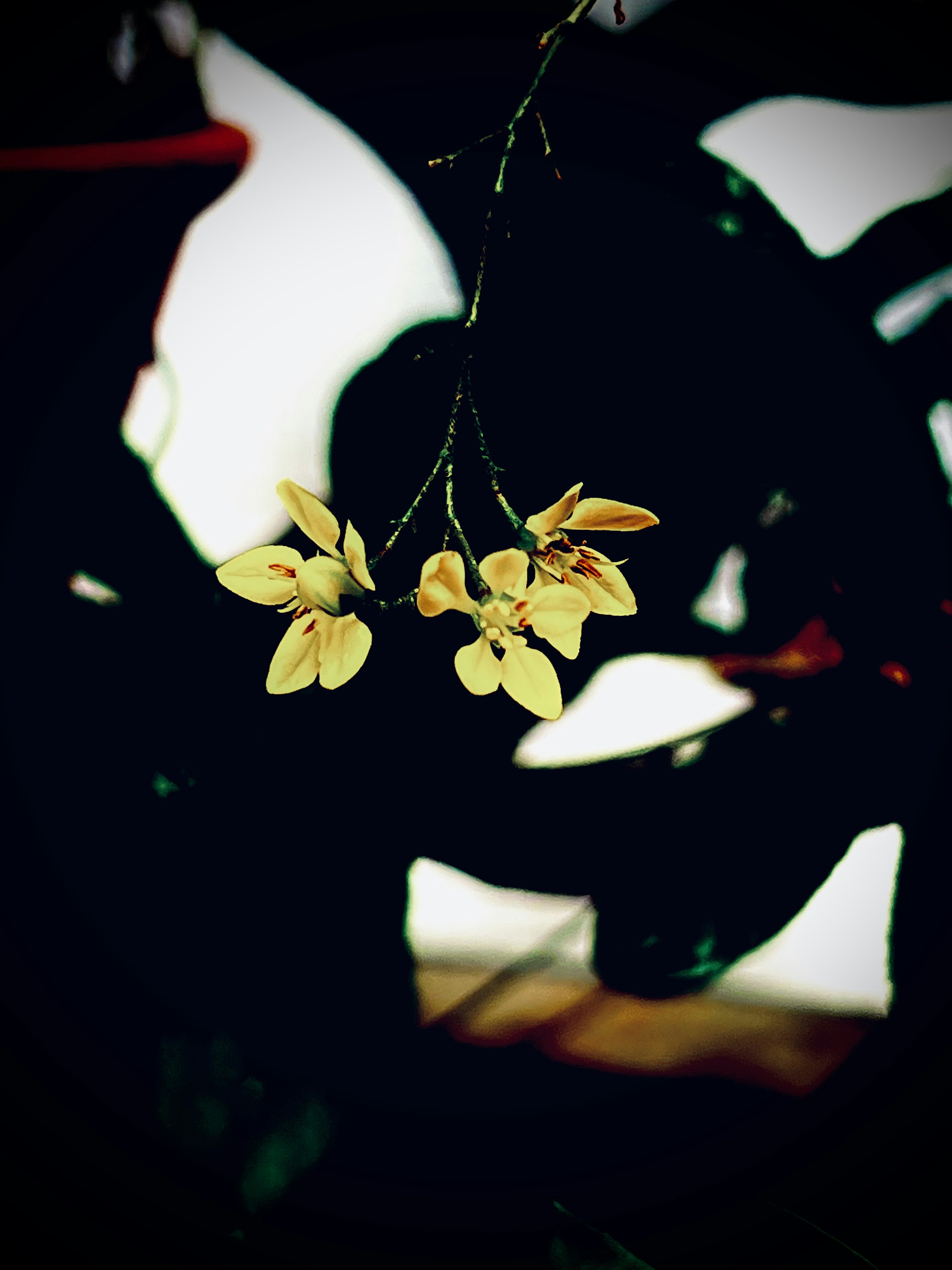 Photo by thanhliem178