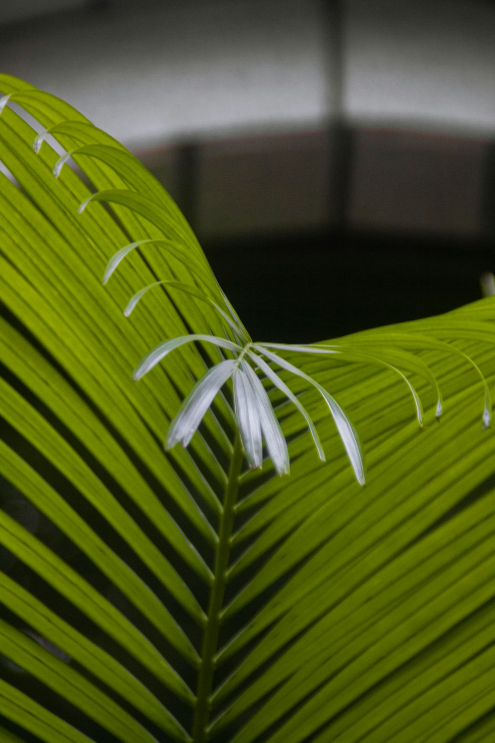 a close up of a leaf