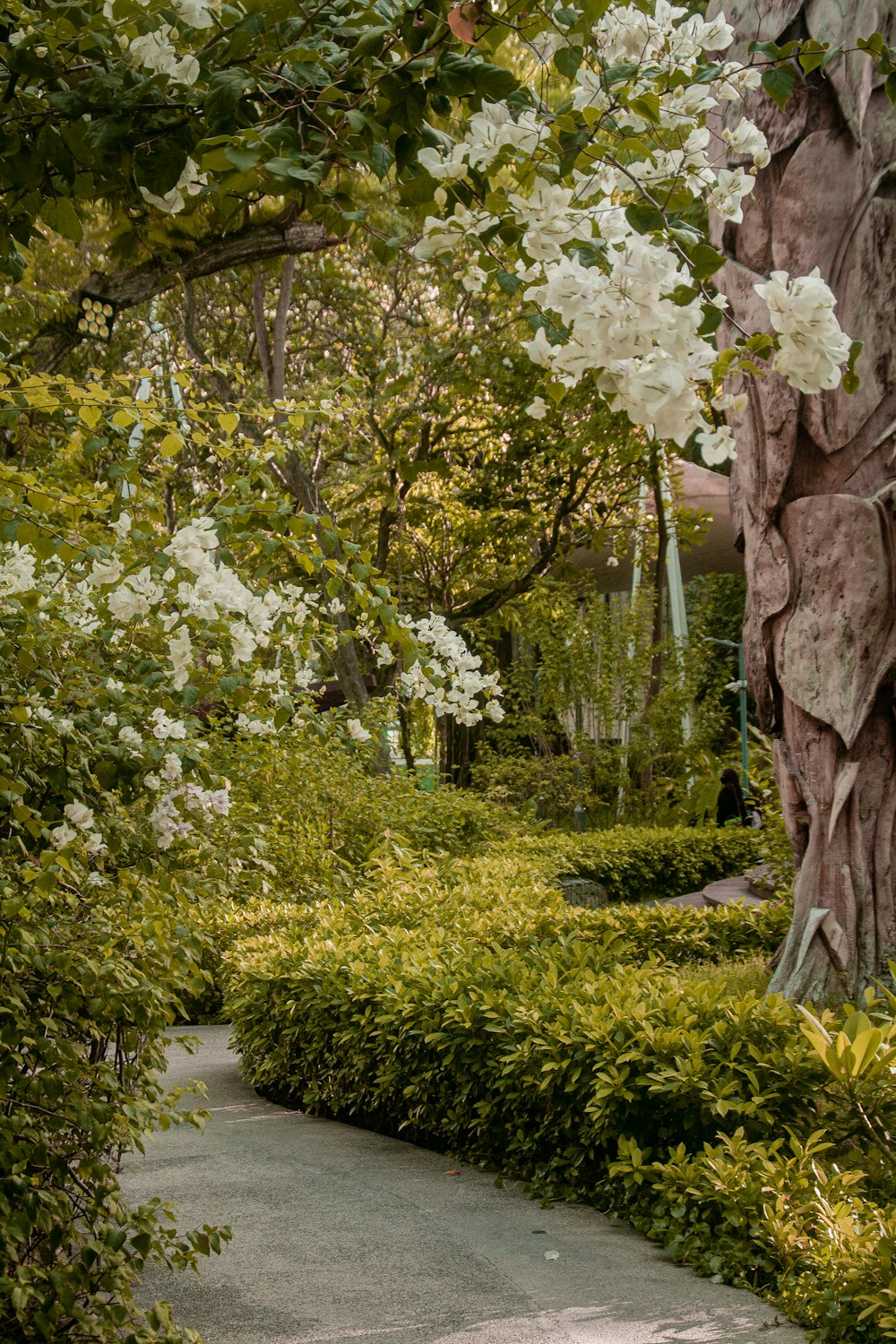 a path with trees and bushes on either side of it