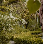 a path with trees and bushes on either side of it