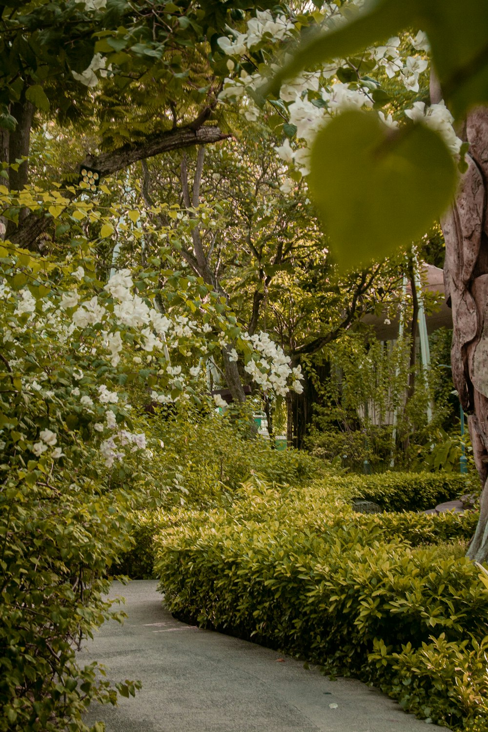 a path with trees and bushes on either side of it