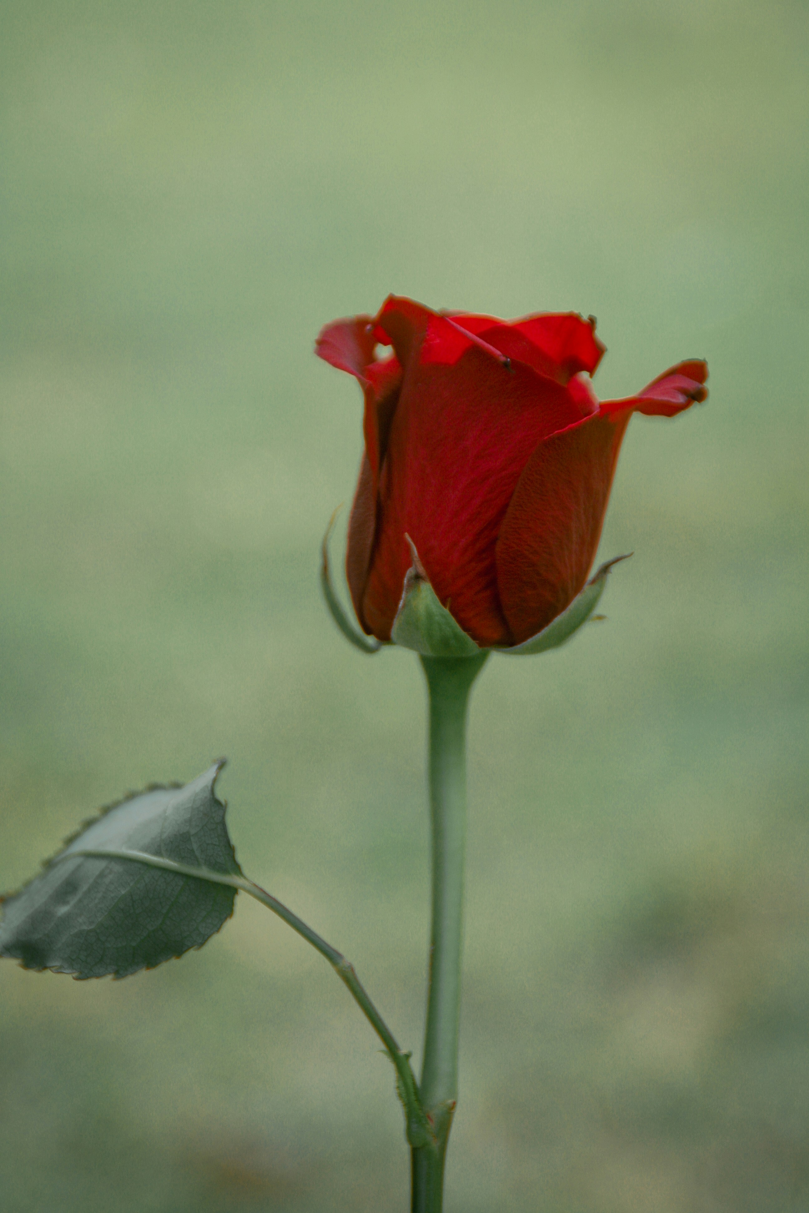 A red rose with green leaves photo – Free Aesthetic Image on Unsplash, image size:3000x4500