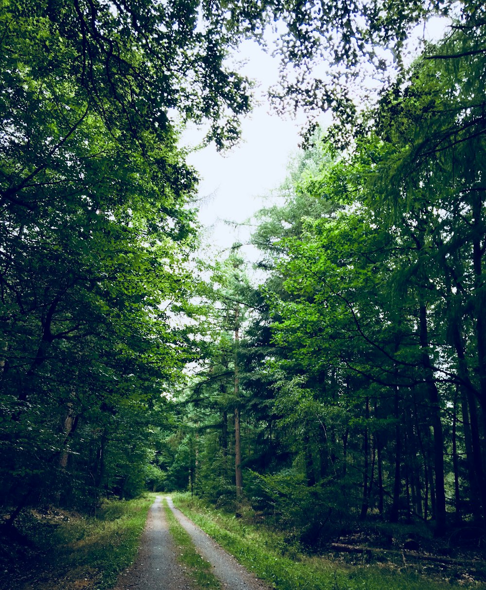 a dirt road through a forest