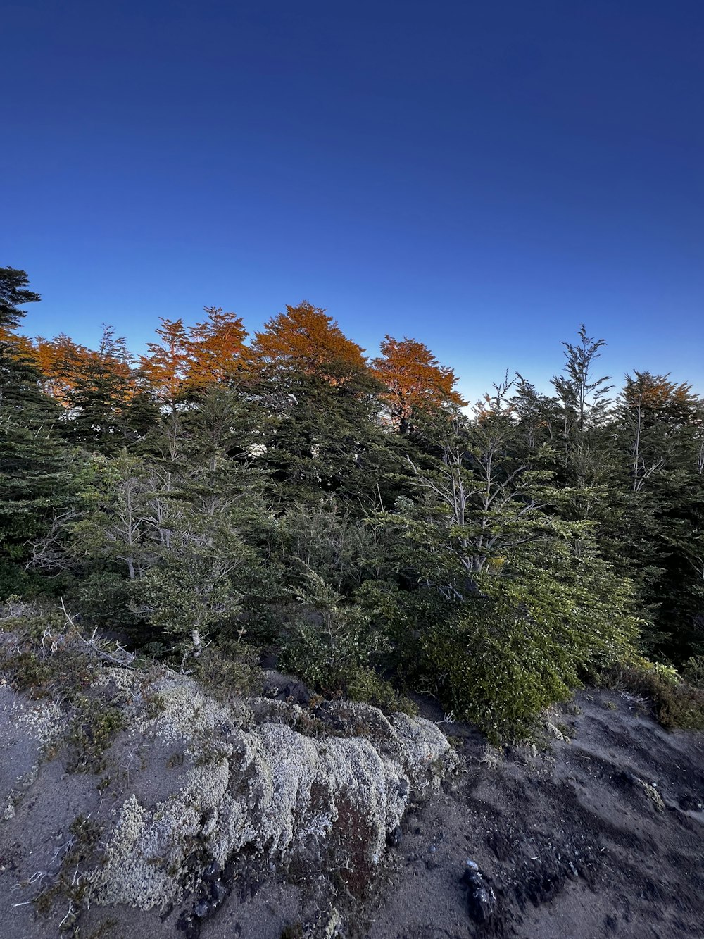 a rocky area with trees in the back