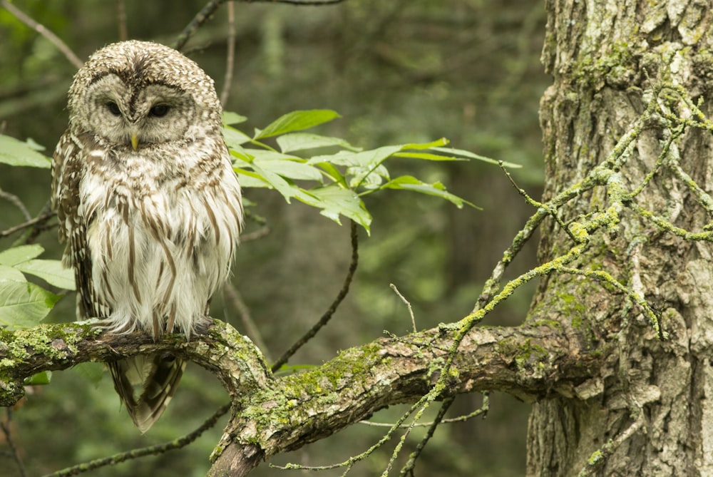 two owls on a tree branch