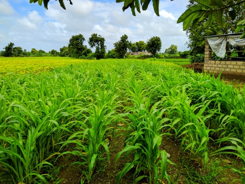 Youth engaged in hands-on skill development at a vibrant agri-tech research park.