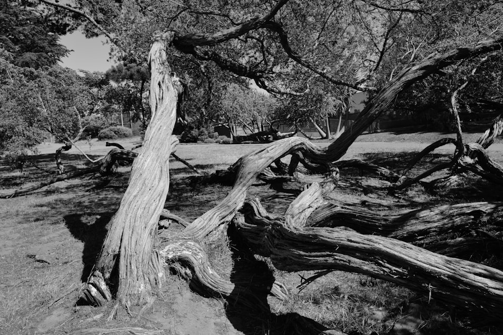 a tree with many branches