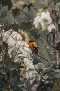 A vibrant orange and black bird is perched on a branch amidst a backdrop of lush, wet foliage. The scene captures raindrops falling gently, adding a sense of freshness and tranquility. The bird's bright colors contrast beautifully with the muted green and white tones of the leaves surrounding it.