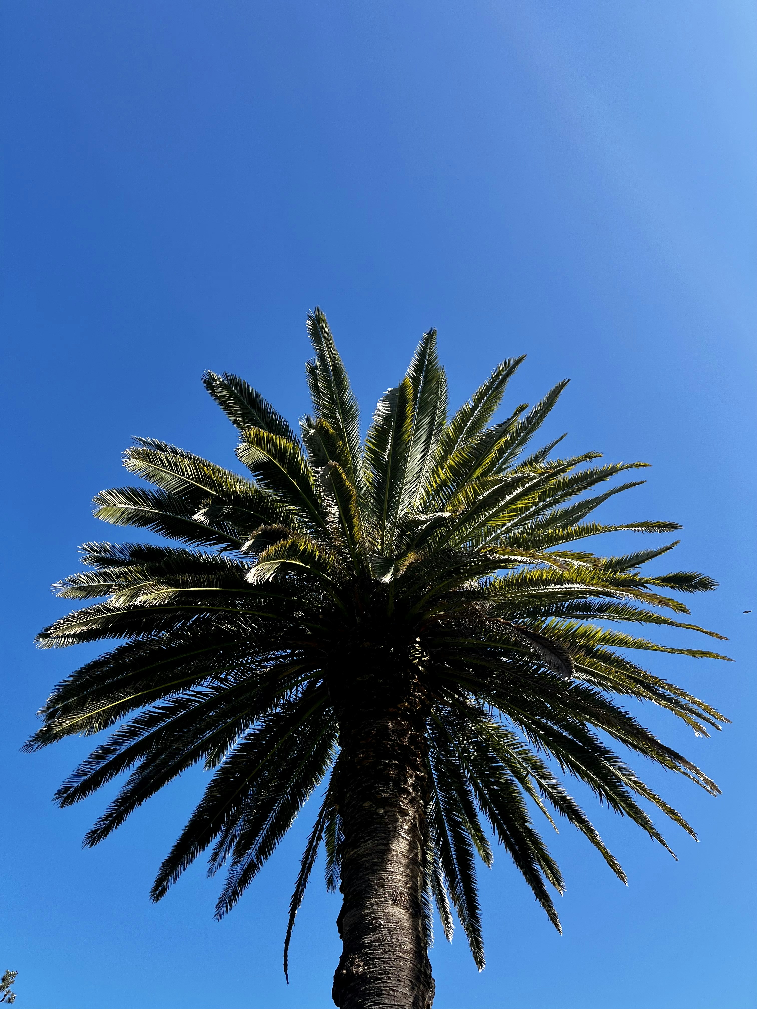 Eine Palme mit blauem Himmel