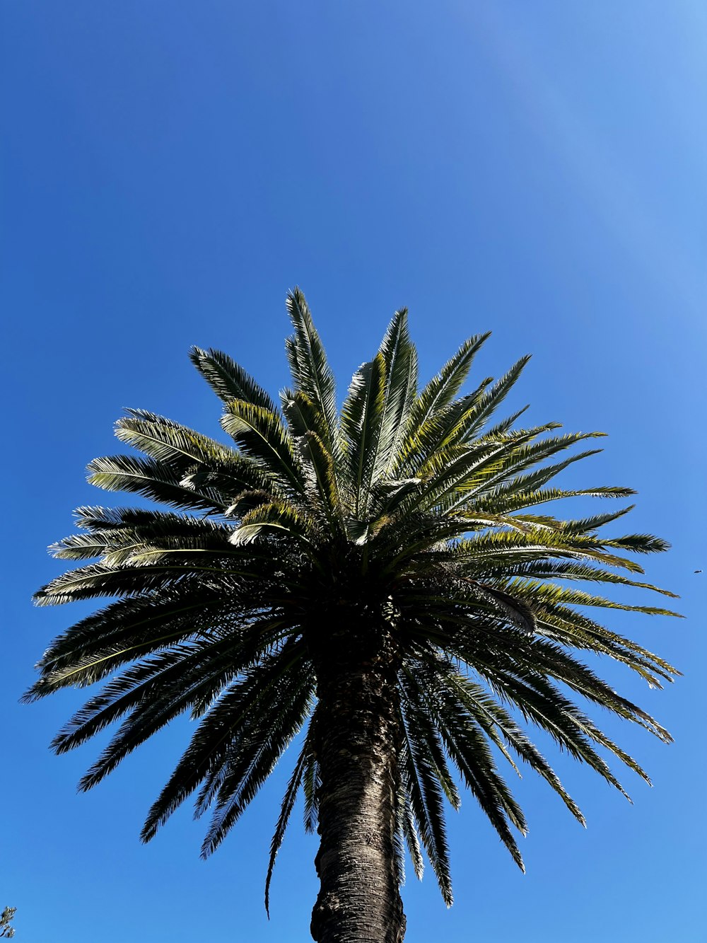 a palm tree with blue sky