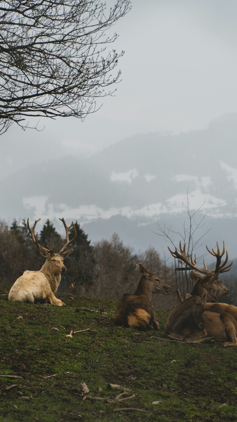 a group of deer lying down on grass with trees and a cloudy sky