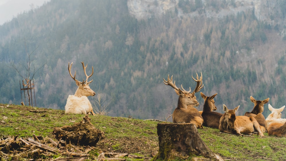 a group of deer on a hill