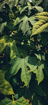 a group of leaves