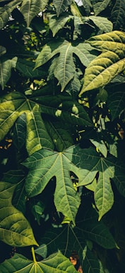 a group of leaves